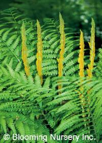 Osmunda cinnamomea